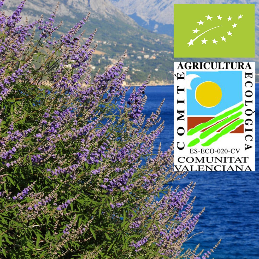 Purple Vitex Agnus Castus plants hanging on the side of the Mediterranean ocean. With the European and comunitat Valencia label for organic farming