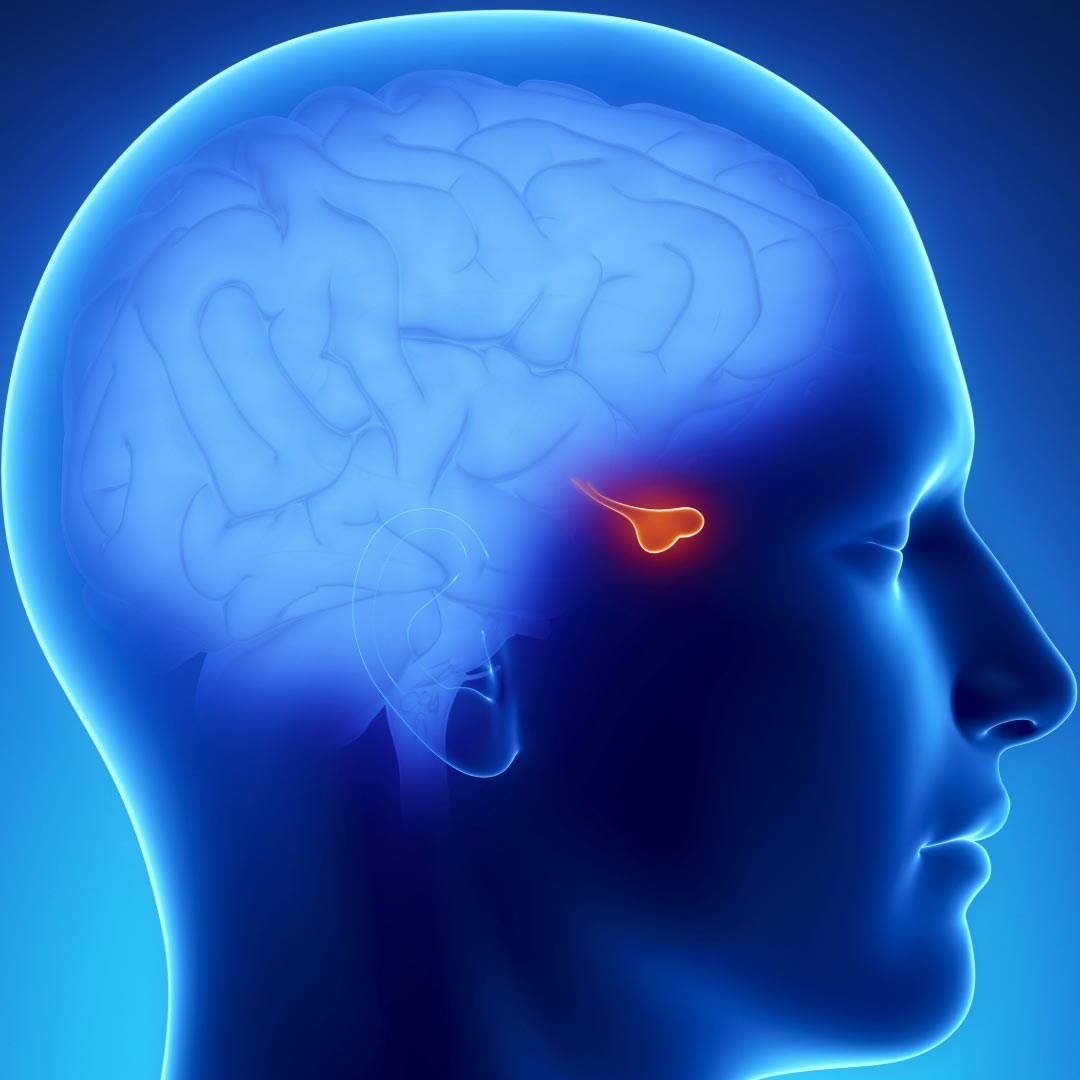 An image showing where in the brain the pituitary gland is